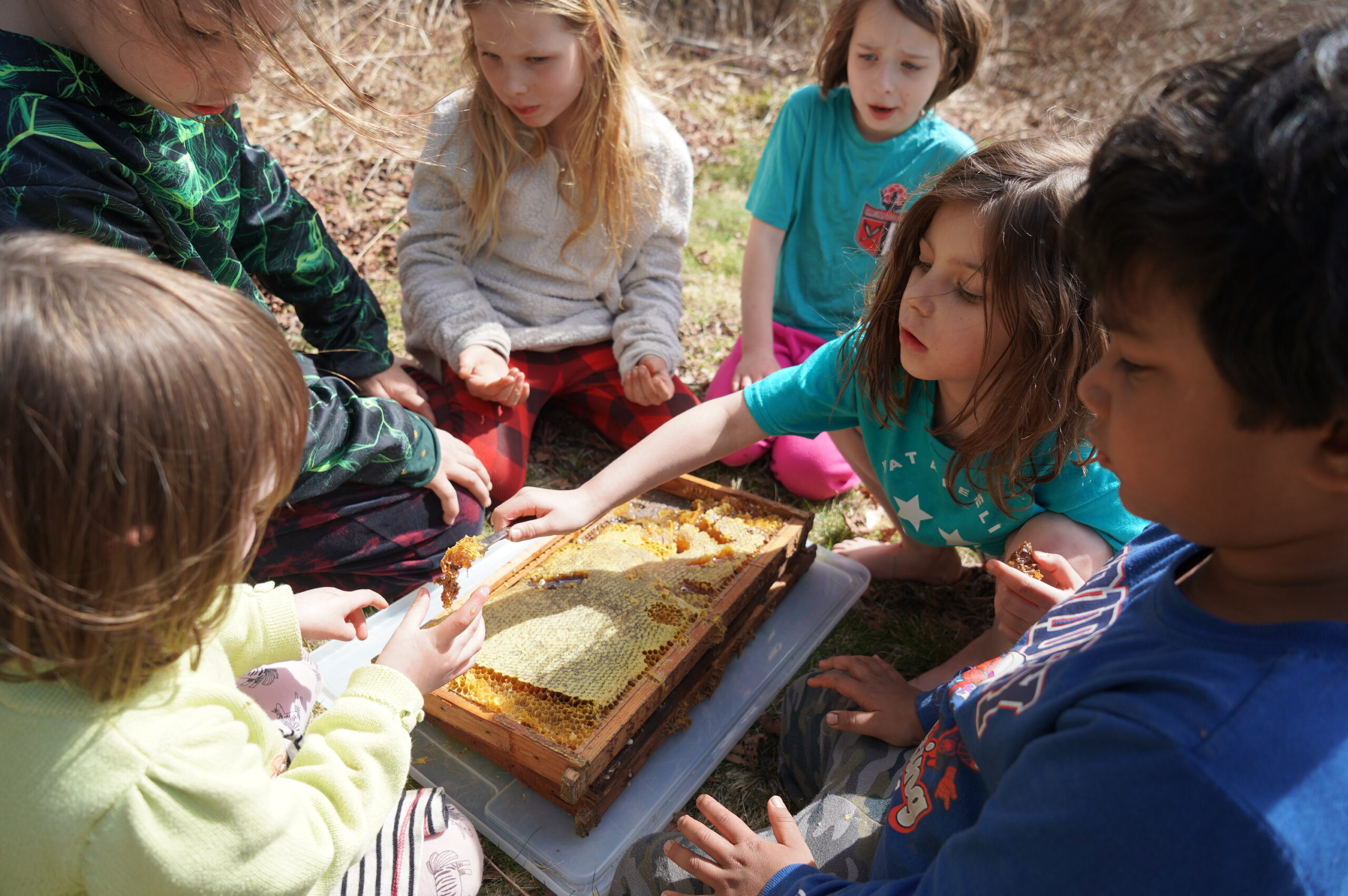 no. 2.5. the serious business of learning to share honey from the center's bees at bee and blossom. a9 00077