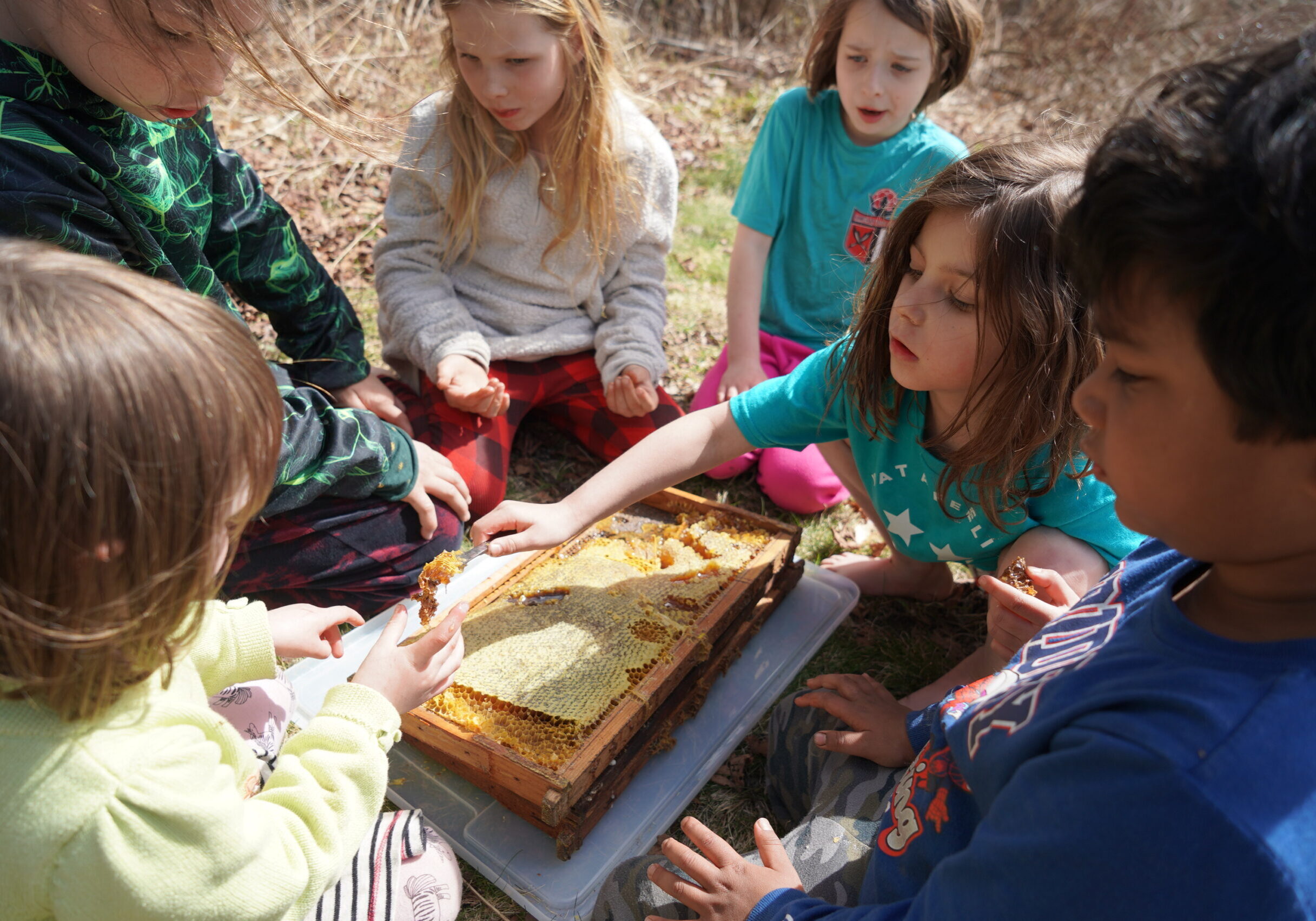 no. 2.5. the serious business of learning to share honey from the center's bees at bee and blossom. a9 00077